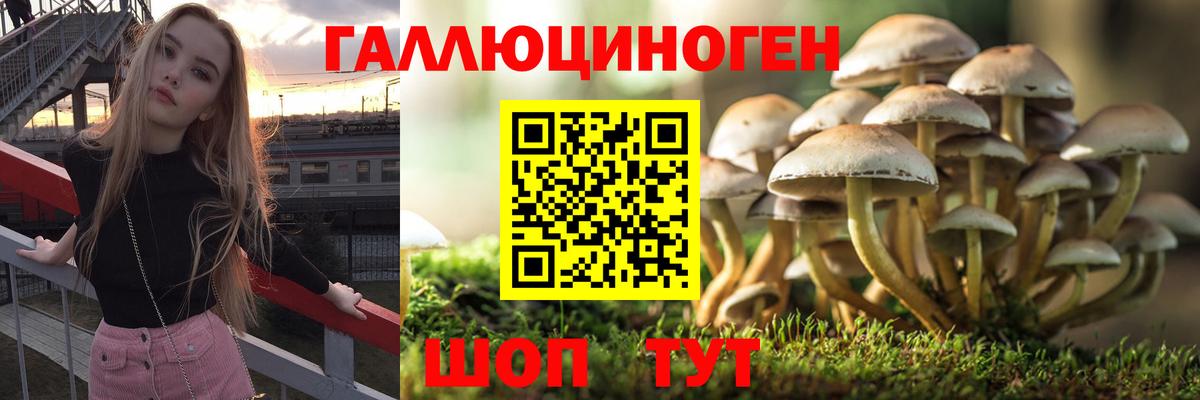 Галлюциногенные грибы Cubensis  где можно купить   Лесной  Псилоцибиновые грибы мицелий  Вход с VPN 